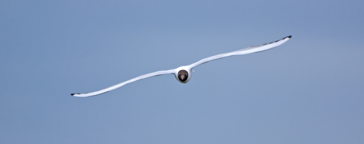 DSC_9402ev