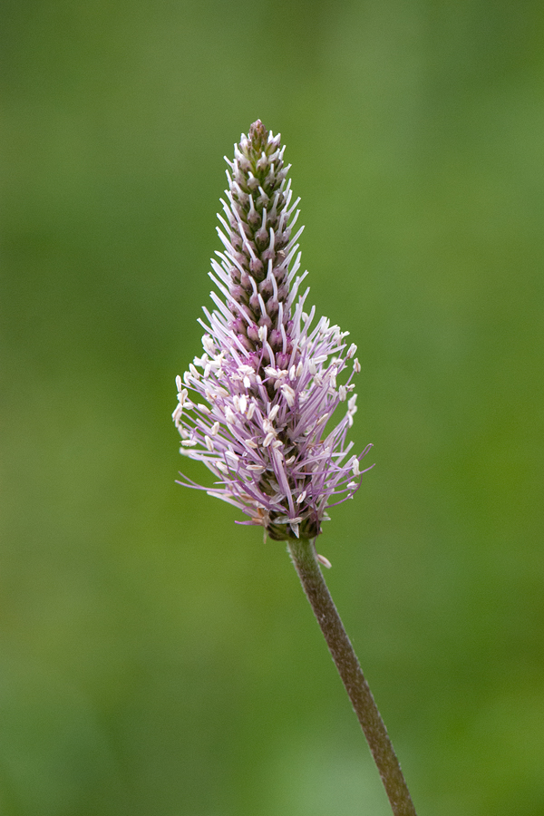 DSC_9874ev.jpg