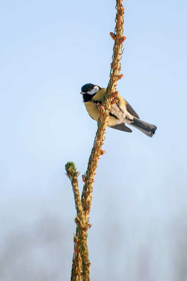 DSC_6301ev.jpg