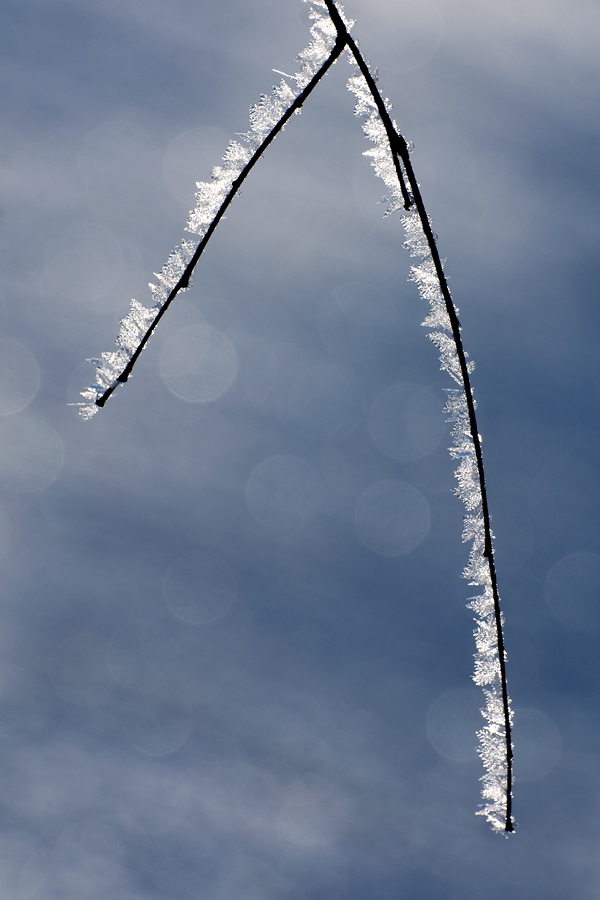 DSC_7292ev.jpg