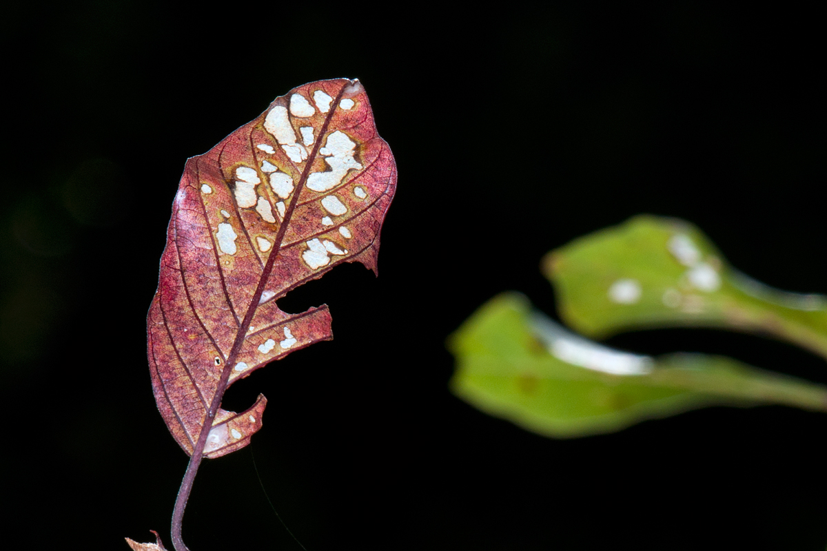 20120824115214__dsc8242.jpg